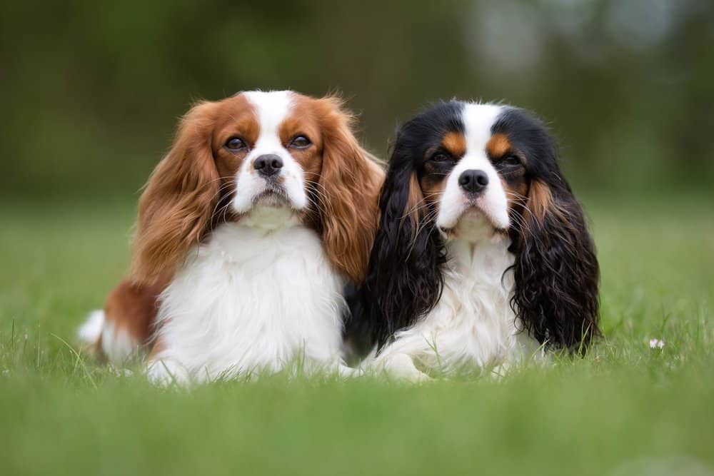 Two Cavalier King Charles Spaniels sitting in the grass.