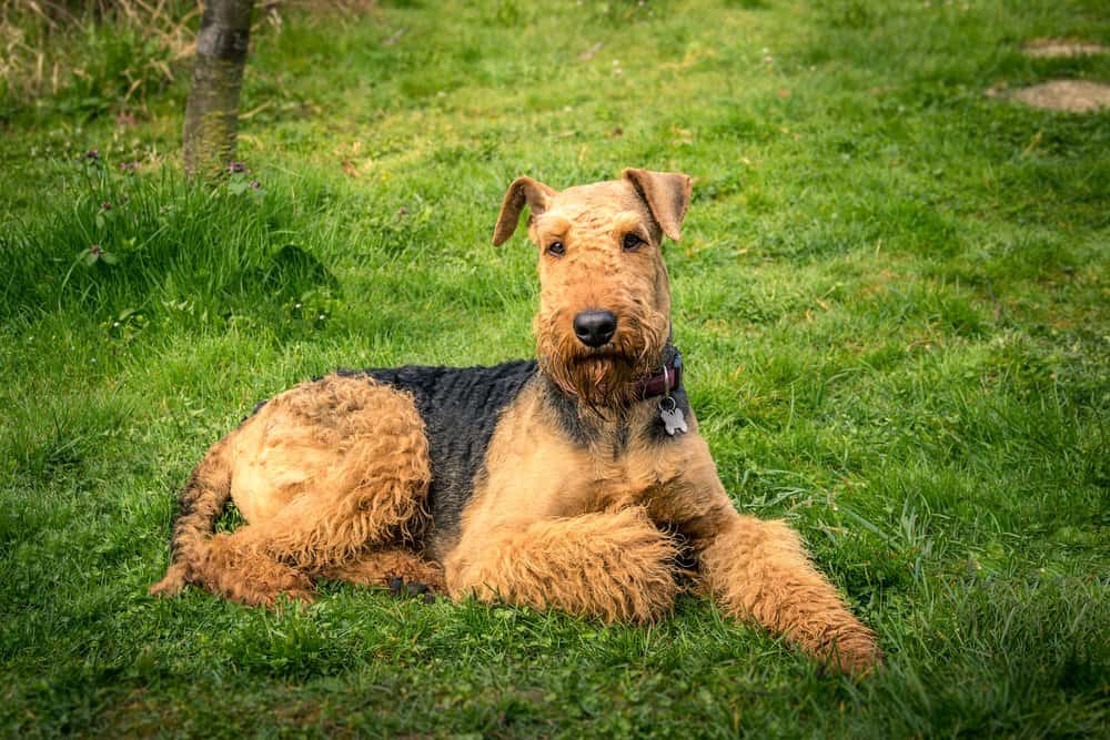 An Airedale Terrier laying in the grass.