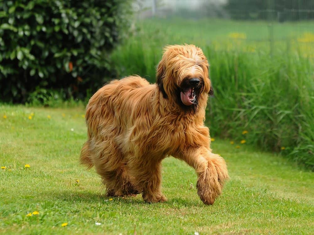 A Briard mid-run with its tongue out in the grass