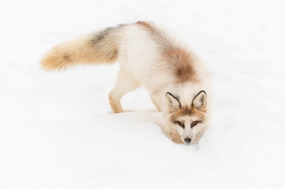 A marble fox crouching near the snow-covered ground.