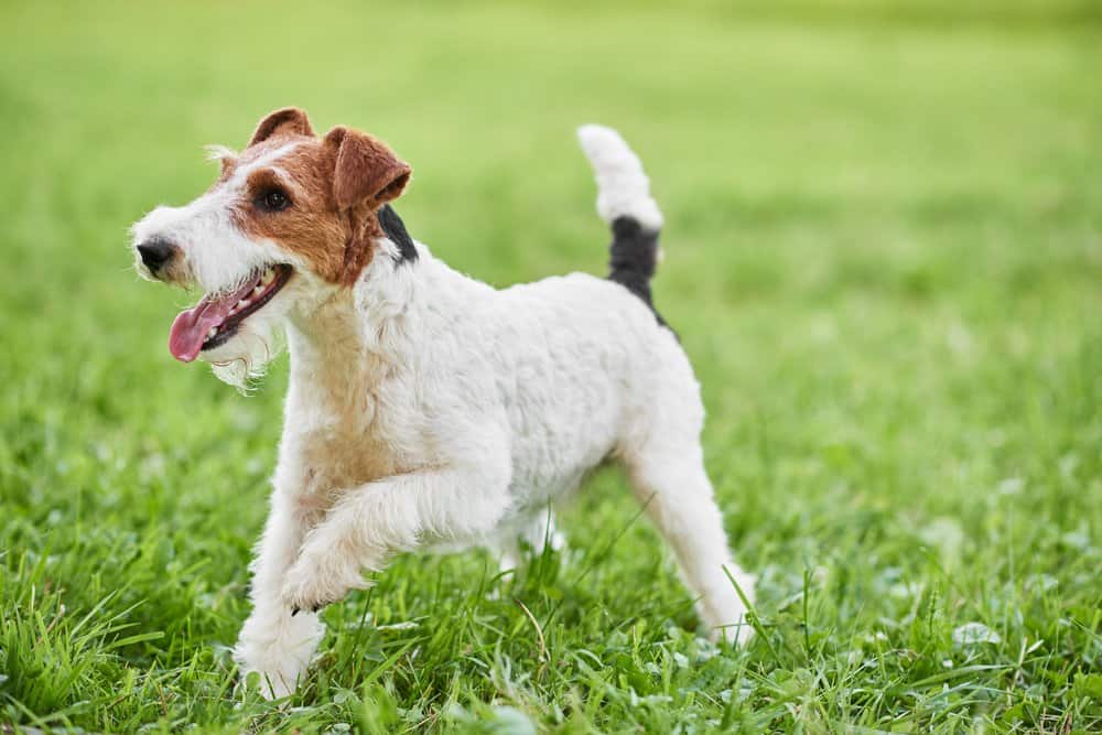 A fox terrier standing in the grass with its tongue out.