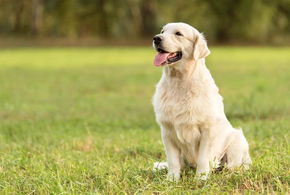 Golden Retriever sitting in the grass.