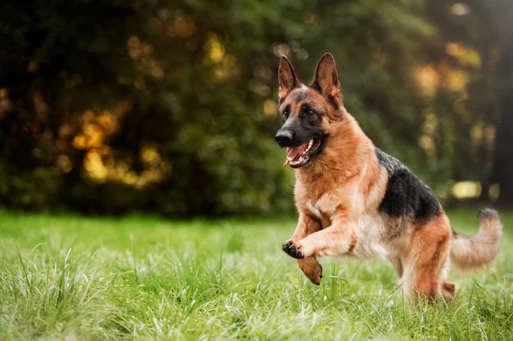 A German shepherd running through the grass with its tongue out.