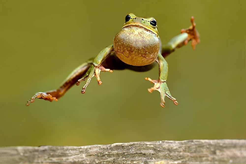 A wood frog mid-leap.