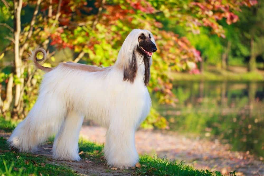 An Afghan hound standing in a park near a body of water.