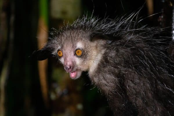 Aye-aye - A-Z Animals