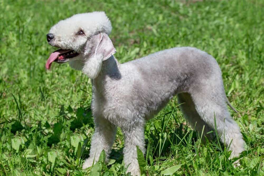 A Bedlington terrier stands in the grass with its tongue out.