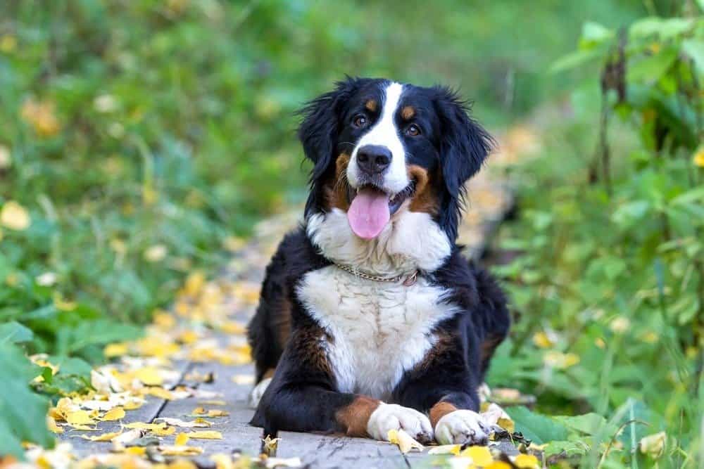 A Bernese mountain dog with its tongue out, laying on a wooden path in the woods.