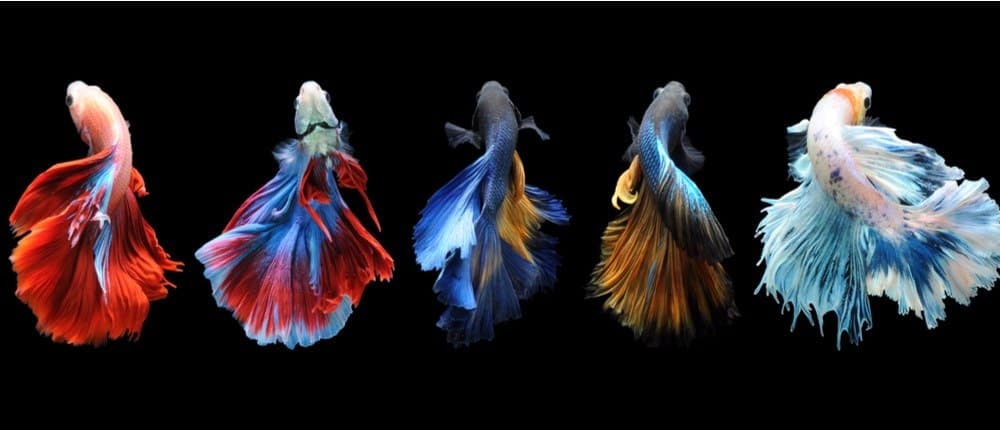 life cycle of a betta fish