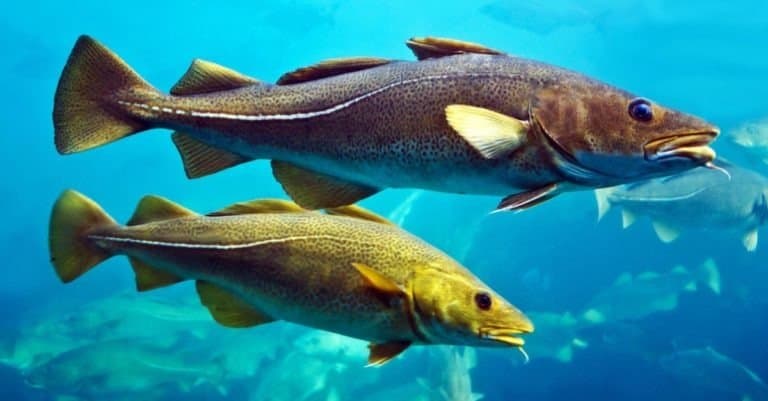 Codfishes in aquarium, Alesund, Norway.