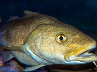Codfish Picture