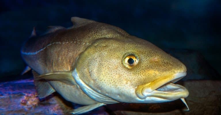 Atlantic Codfish, Gadus morhua, portrait, close up