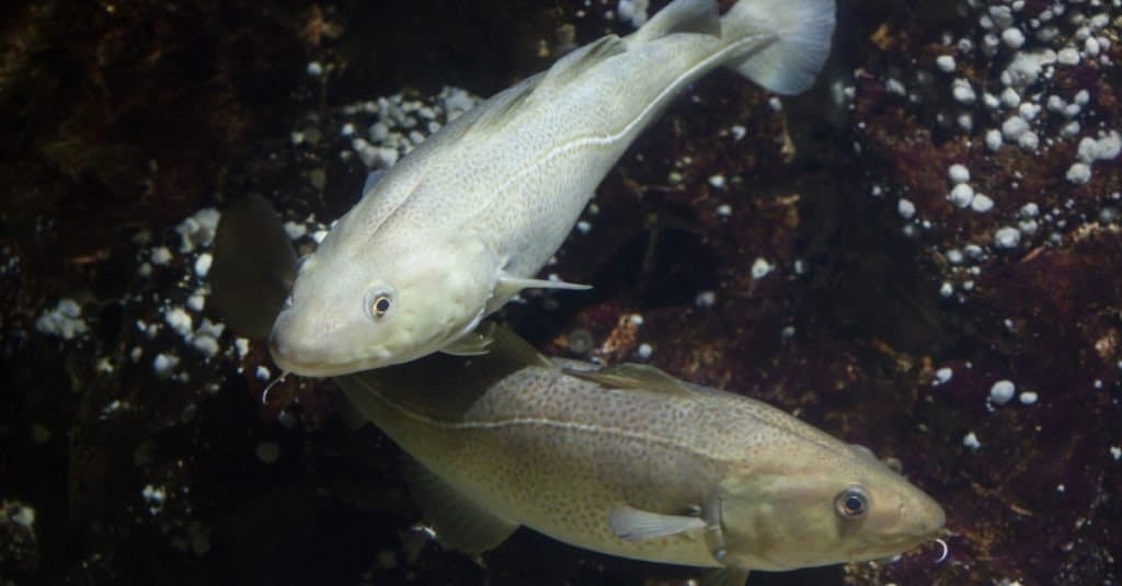 Atlantic cod (Gadus morhua)