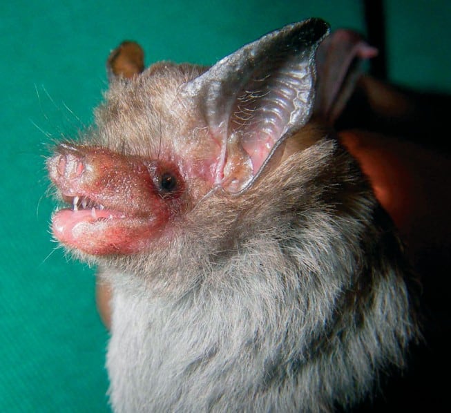 A Kitti’s hog-nosed bat sitting on a person's finger.