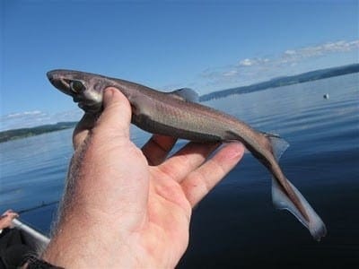 A hand holding a dwarf lantern shark in a boat.