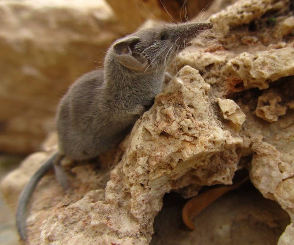 An Etruscan shrew climbing on a rock.