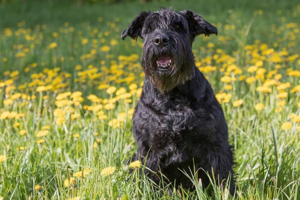 A giant Schnauzer sitting in a field with tall grass and yellow dandelions.