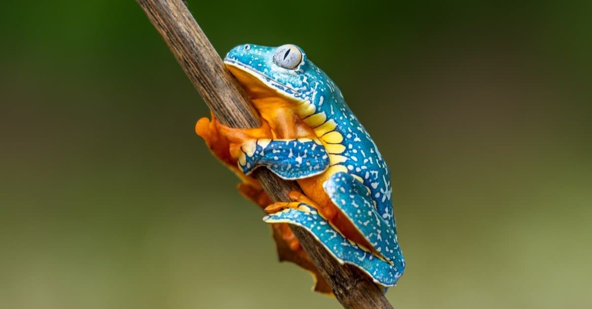 Amphibians: Different Types, Definition, Photos, and More - AZ Animals