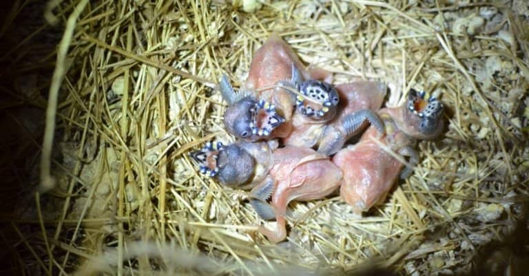 Gouldian Finch baby birds