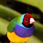 Gouldian Finch