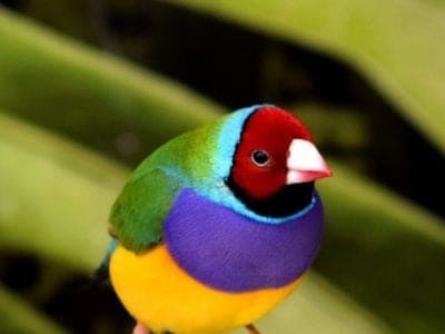 Gouldian Finch Picture