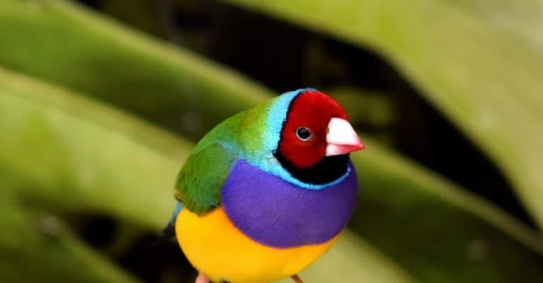 The Gouldian finch (Erythrura gouldiae), also known as the Lady Gouldian finch, Gould's finch or the rainbow finch, is a colorful passerine bird endemic to Australia.