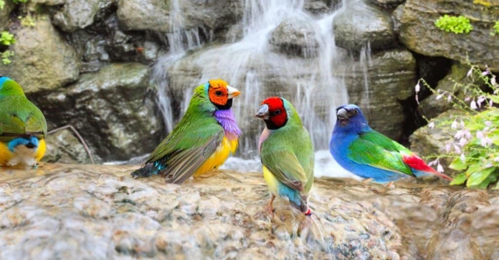 Gouldian Finch Colorful Birds Taking a Bath Near the Waterfall