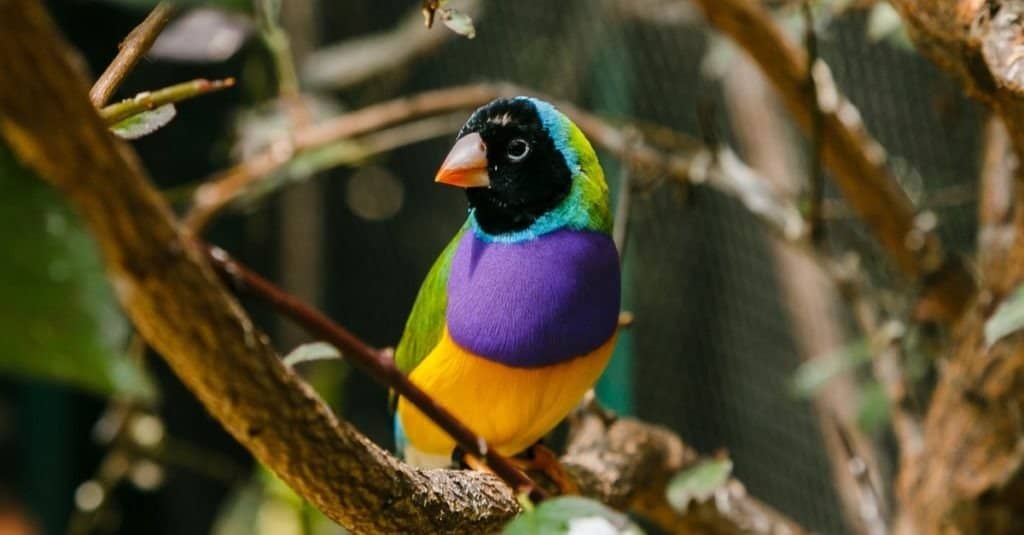 The Gouldian finch (Erythrura gouldiae), also known as the Lady Gouldian finch, endemic to Australia.
