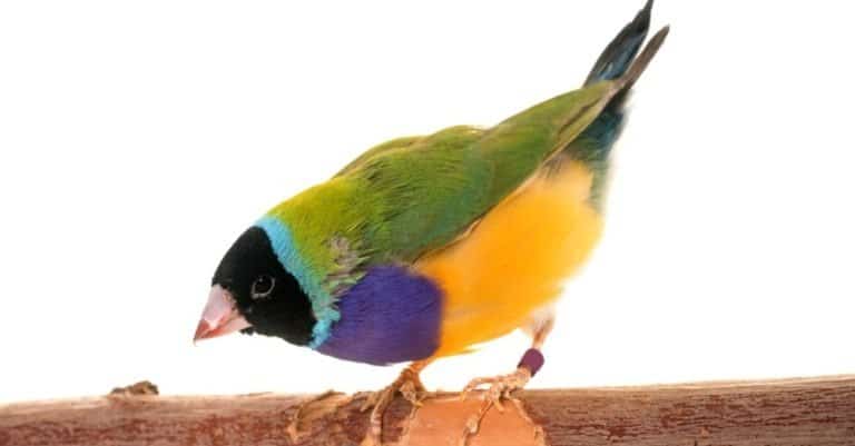 Gouldian finch in front of white background