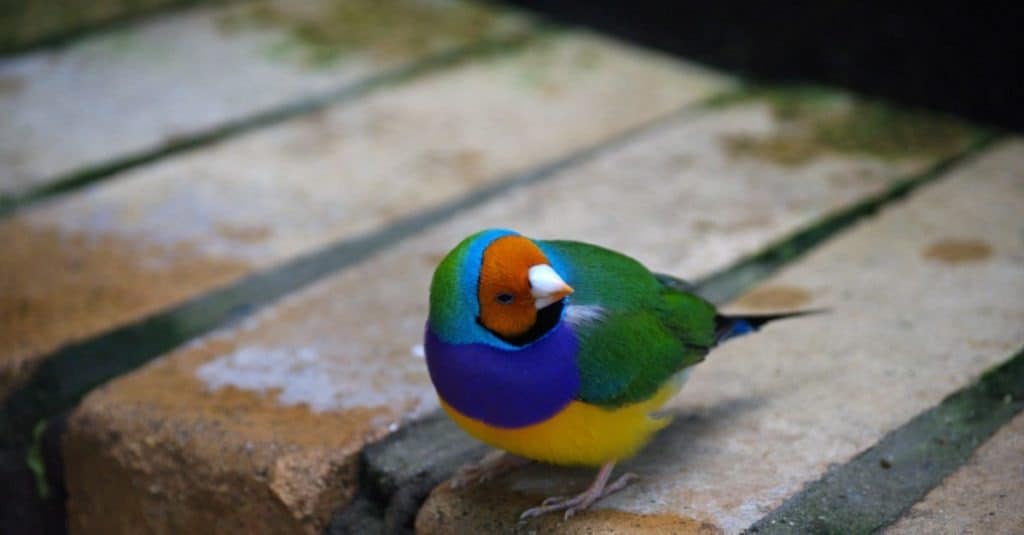 Adult red headed male Gouldian finch sitting on a brick