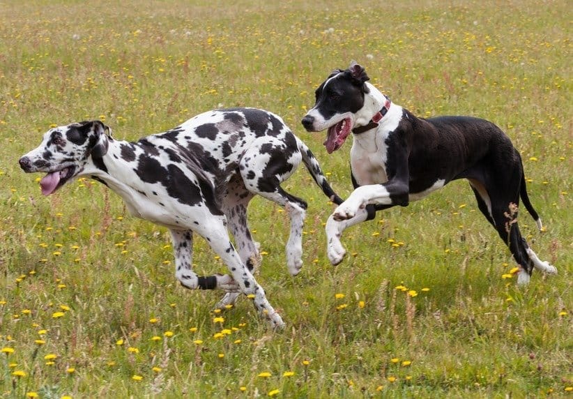 Two Great Danes running through a field with yellow dandelions.