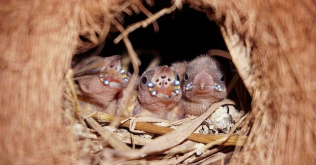 Baby House Finches waits for food from the mother finches.