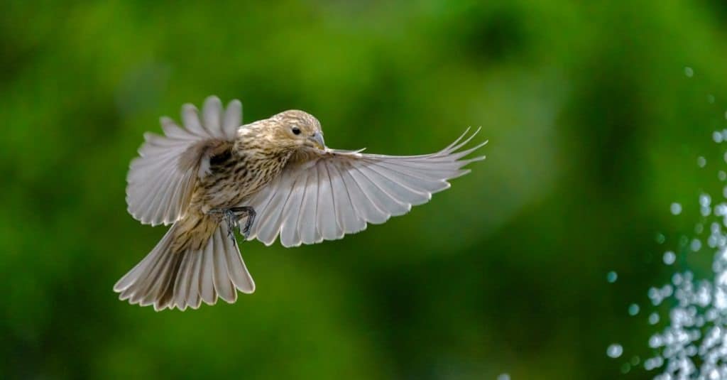 Female House Finch Landing Near Fountain with Wings Spread