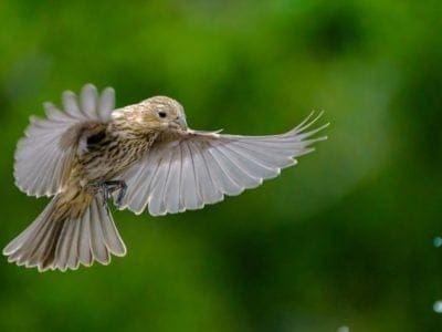 A House Finch vs House Sparrow