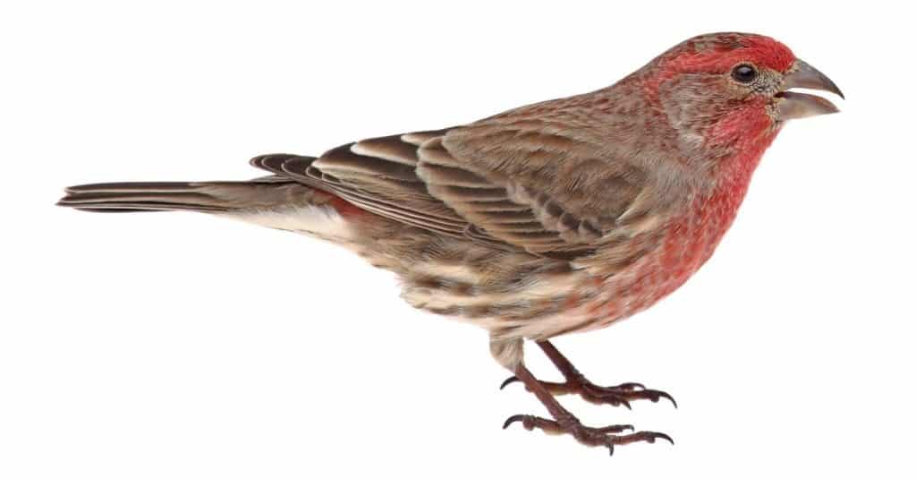 House finch, Carpodacus mexicanus, isolated on white