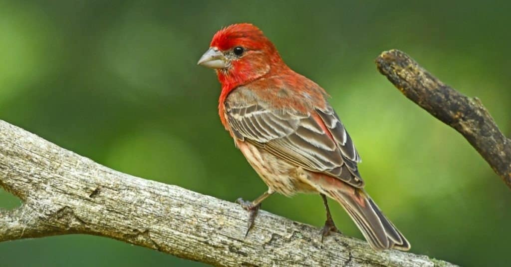 Finch vs Sparrow