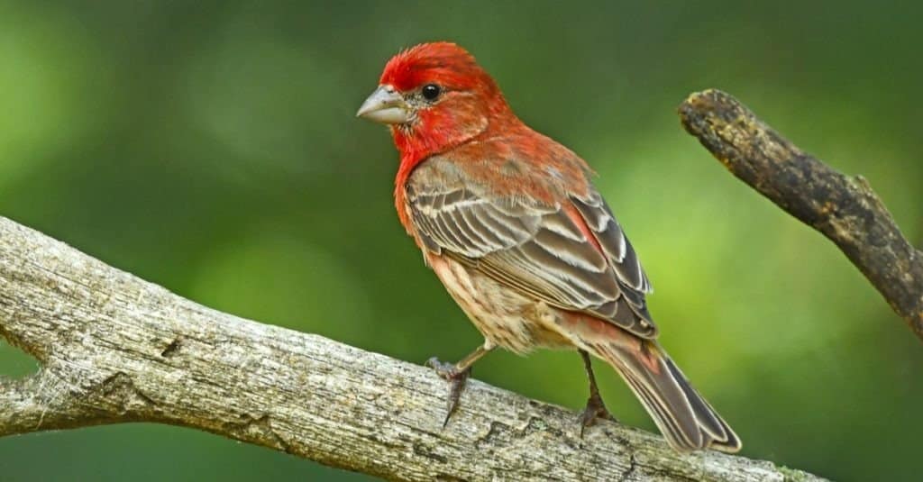 House Finch Profile