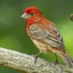 House Finch