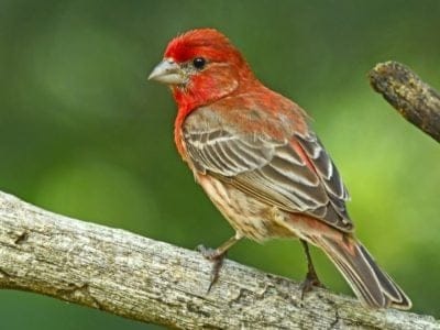 A House Finch