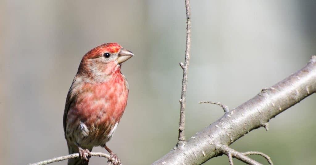 Male House Finch Perched on a Branch