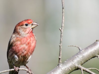 House Finch Bird Facts | Haemorhous mexicanus | AZ Animals