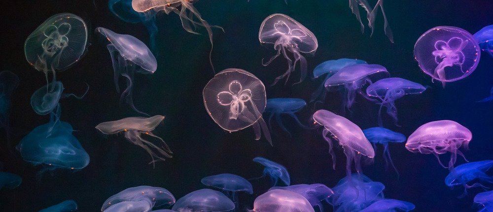 Jellyfish with neon glow light effect in sea aquarium in Sentosa, Singapore