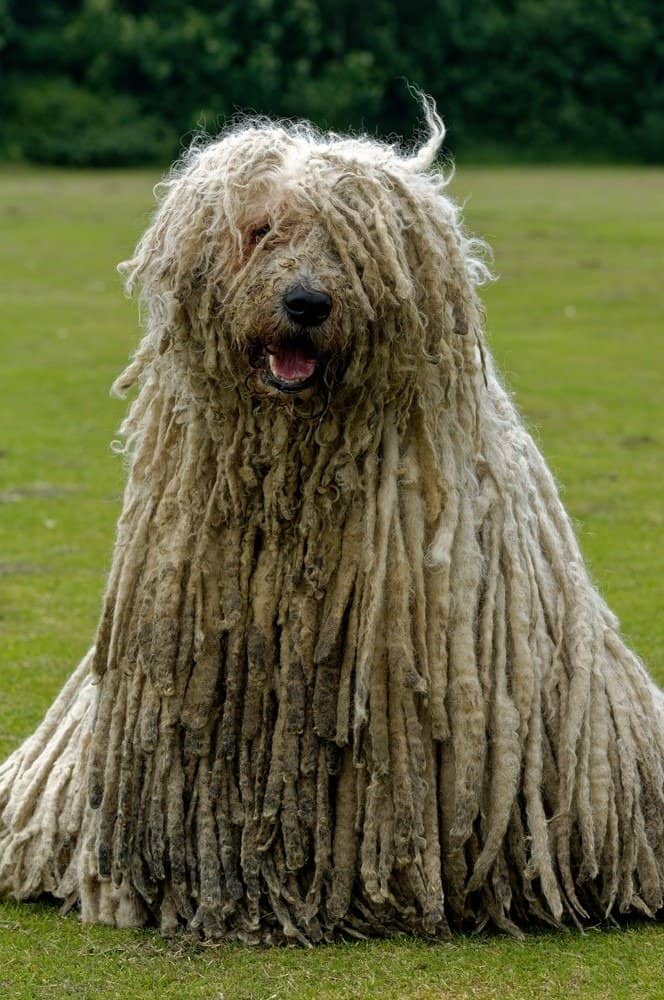 The Komondor - mop dog is a fierce protector and guardian.