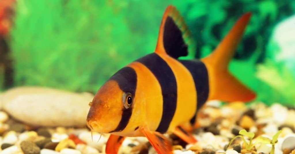 Các Loại Cá Cảnh Sống Lâu - Clown Loach