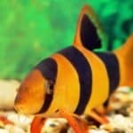 Loaches