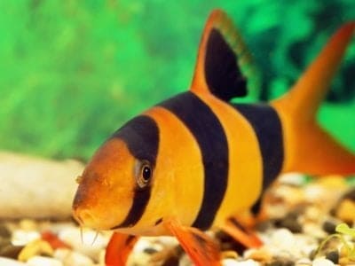 A Loach