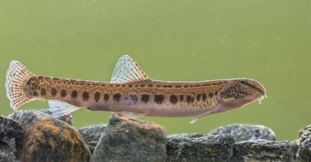 Spined loach (Cobitis taenia) is a freshwater fish in Europe. It is also known as spotted freshwater loach.