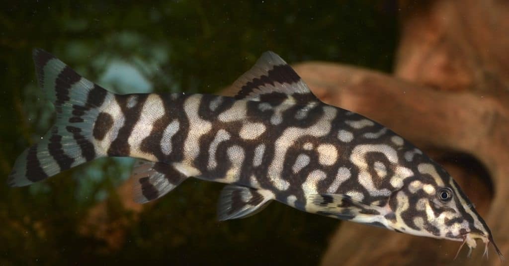 Botia almorhae (yoyo loach or Pakistani loach), a freshwater fish belonging to the loach family Botiidae