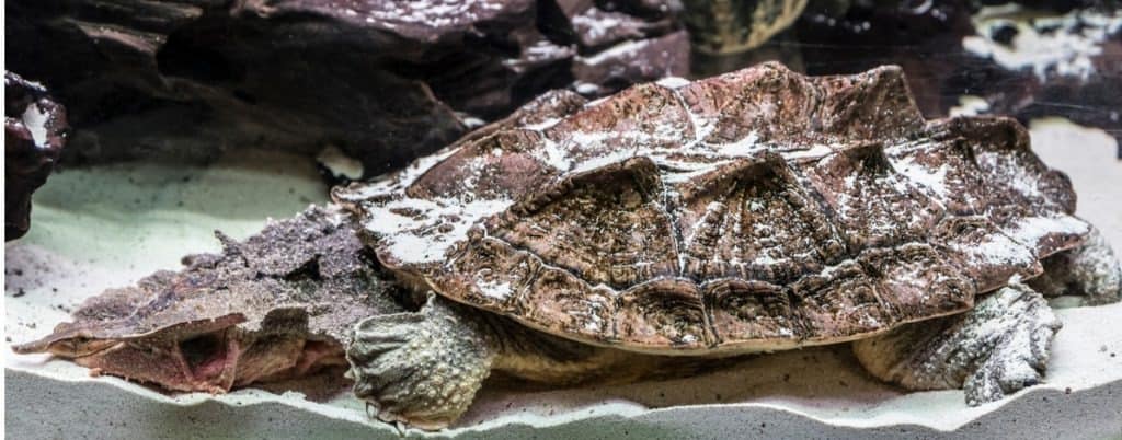 Ugliest Animal - Matamata Turtle