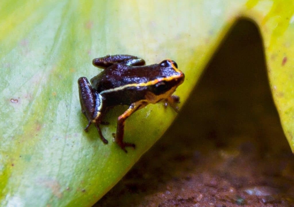 A Monte Iberia eleuth perched on a green leaf.